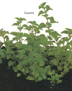 Catnip