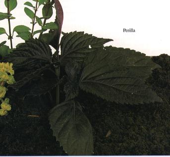 Perilla