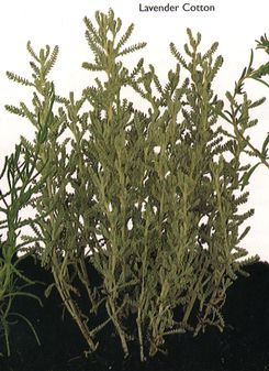 Lavender Cotton