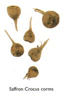 Saffron Crocus Corns