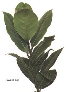 Sweet Bay