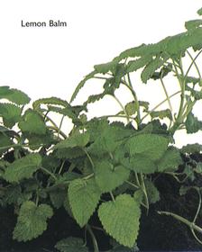 Lemon Balm