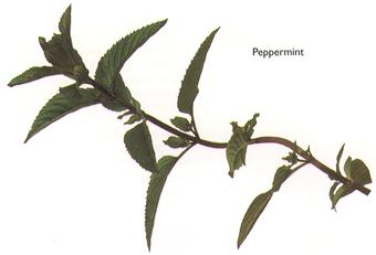 Peppermint