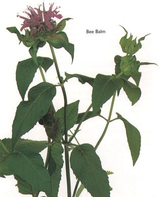 Bee Balm