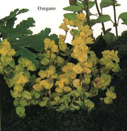 Oregano