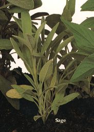 Sage