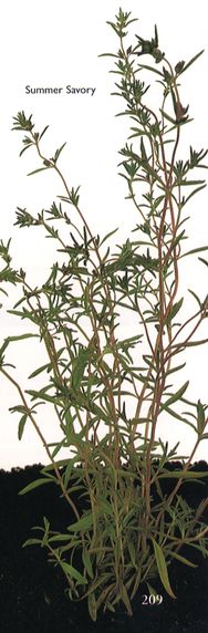 Summer Savory