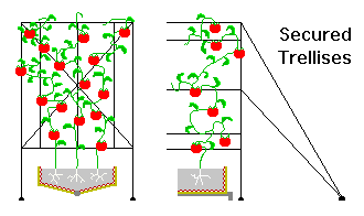 trellis